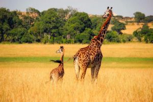 WNF campagnes - Giraffen vrij leven